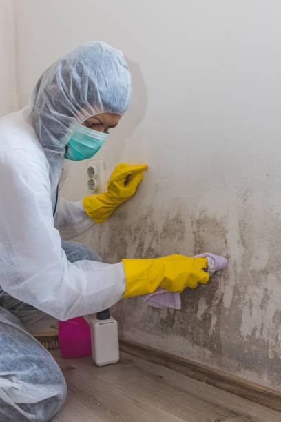 Mililani Town, HI Mold Removal Company