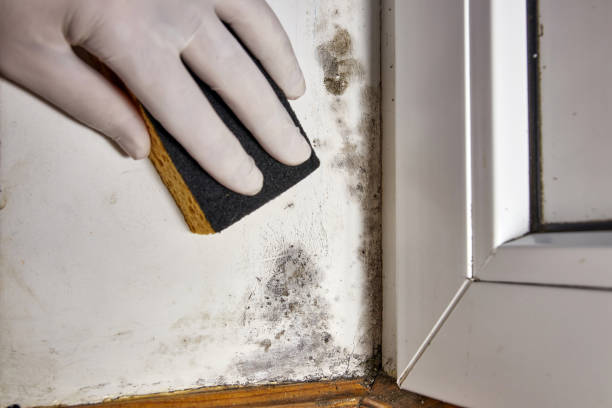 Best Mold-Related Health Consultation  in Mililani Town, HI